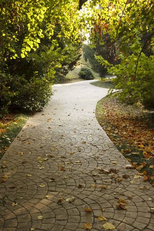 alley strewn with yellowed leaves in the Park in autumn.