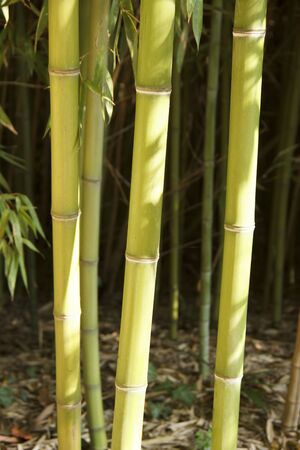 tall bamboo stems, green trunks in a bamboo grove.の写真素材