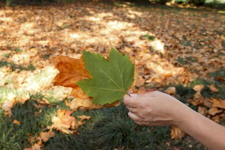 multicolored maple leaves in girls hand. woman holding a bouquet of maple leaves.