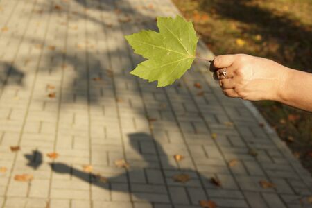 multicolored maple leaves in girls hand. from the girls hand falls the shadow.