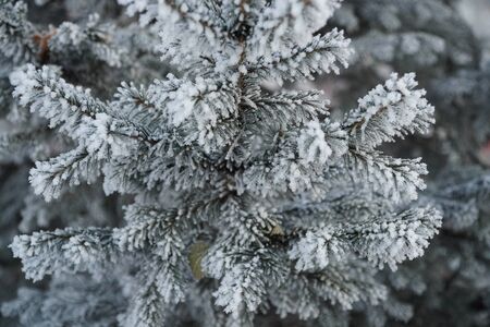 Fir tree branch covered with snow. winter, frosty day.