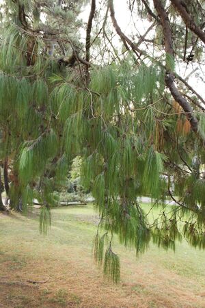 Pinus spreading is one of the most beautiful pines. Grows in warm subtropical areas of Mexico.