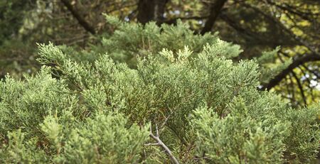 Taxodium distichum is a deciduous coniferous tree of the Cypress family.の写真素材