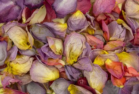 background of multicolored dried rose petals. top view. free space for your design. holiday background on the theme of love. petals of a delicate flower, flat layout. Valentine's day backgroundの写真素材