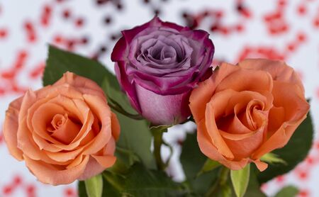 surprisingly beautiful rose flower close up. delicate flower is lying on the serpentine in the shape of a heart. the theme of love, romantic background for Valentine's Dayの写真素材