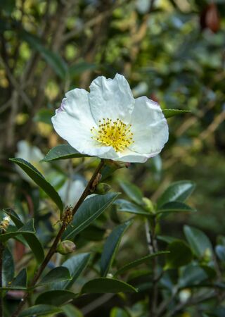 mountain Camellia flower. evergreen plant of the family Theaceae. Camellia sinensis or Tea Bush, from the leaves of which the raw material for making tea is obtained. used in decorative gardening.の写真素材