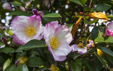 mountain Camellia flower. evergreen plant of the family Theaceae. Camellia sinensis or Tea Bush, from the leaves of which the raw material for making tea is obtained. used in decorative gardening.の写真素材