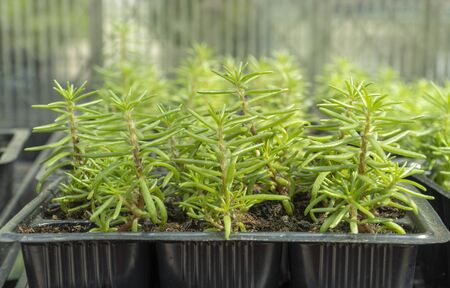 seasonal sale of seedlings. flower sprouts in pots. Portulaca low-growing creeping plant. Portulaca grandiflora Happy Hour.の写真素材