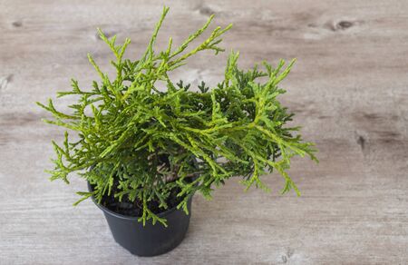 seasonal sale of seedlings. Western thuja sprout.
