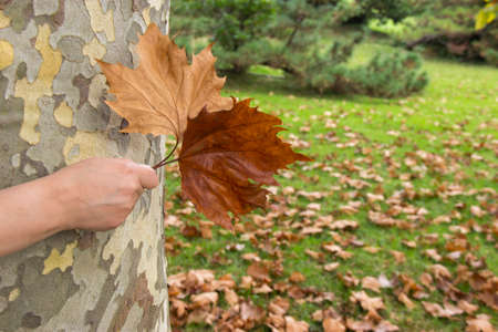 woman holds yellowed maple leaves. autumn background.