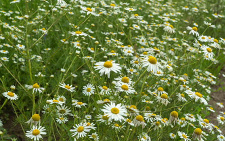 chamomile field on a summer day. selective focus.の写真素材