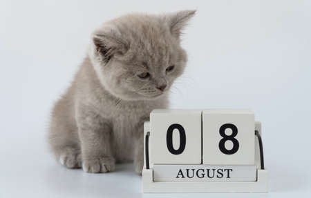 British shorthair cat, felis catus. cat smoky color. small cute kitten is sitting next to the...