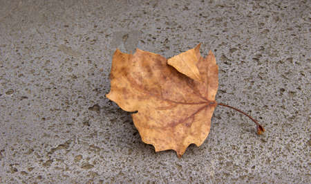 yellowed maple leaf on the concrete. creative autumn background. copy space.