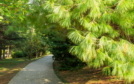 Pinus patula. Pinus strobus pine with a weeping crownの写真素材