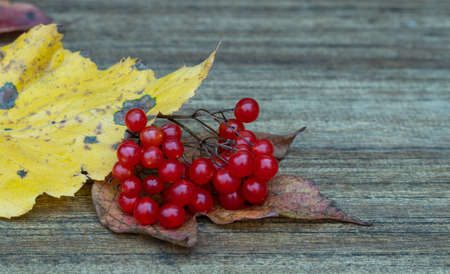 Viburnum opulus. clusters of red viburnum on a wooden background. berry on dry autumn leaves