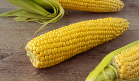 corn cob on a wooden background. Ripe and fresh Zea mays, forage and food annual herbaceous plant.