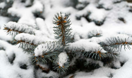 beautiful evergreen tree in the forest and covered with snow. snow-covered Christmas tree. blue spruce branch close-up. selective focus, blurred background.の写真素材