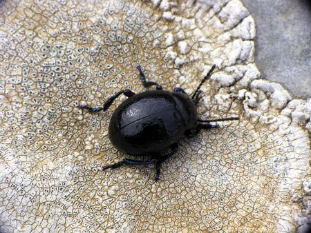 Leaf beetle on lichen