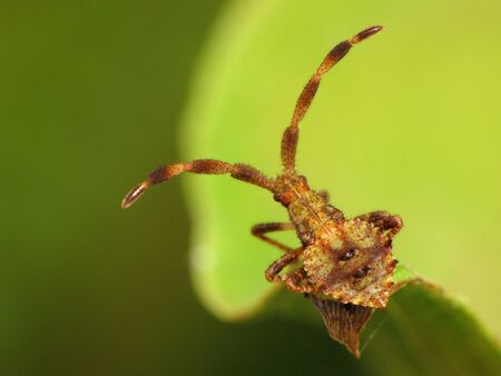 The nymph of a bug has some serious antennas.