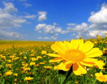 Yellow flower fieldの写真素材