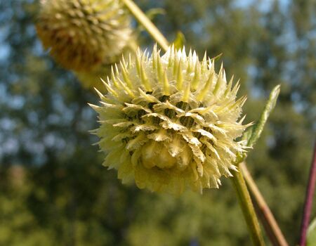 Wild flower on a green grass background.