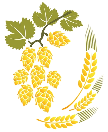 Stylized hop and wheat isolated on a white background.のイラスト素材