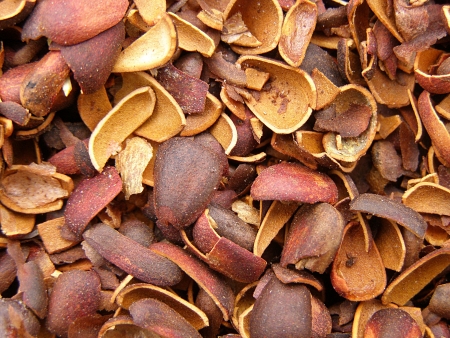 Background with brown cedar nuts peel    