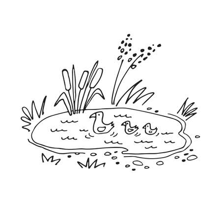 Small forest lake with reeds and ducks. Doodle style. Vector illustration. Design element for greeting card, leaflet, booklet, poster, banner.のイラスト素材