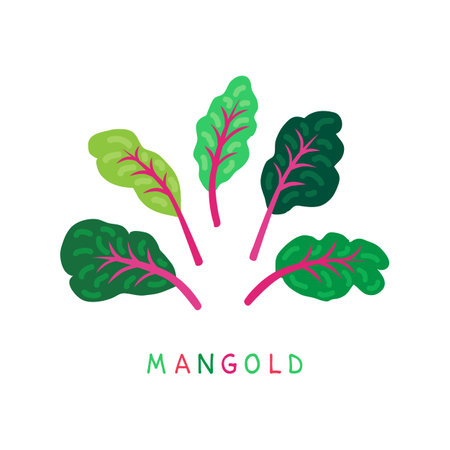 Mangold or swiss chard or beetroot leaves. Healthy food nutrition product. Lifestyle concept, culinary herb. Design element for menu, farm product promotion, healthy food, culinary.のイラスト素材