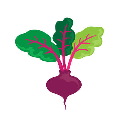 Mangold or beetroot or swiss chard. Healthy food nutrition product. Lifestyle concept, culinary herb. Design element for menu, farm product promotion, healthy food, culinary.のイラスト素材