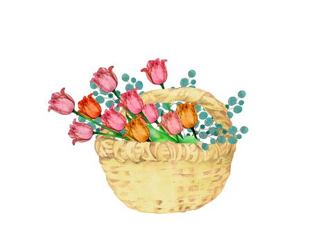 Watercolor illustration of tulip flowers in a basketの写真素材