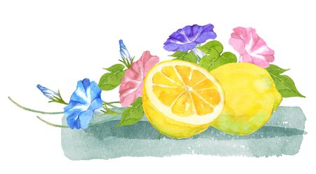Watercolor lemons and morning gloryの写真素材