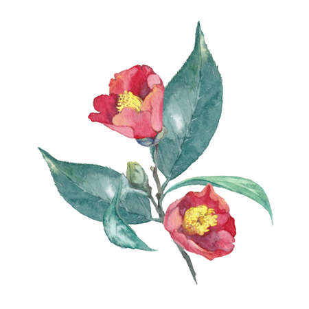 Watercolor painting of camellia flowersの写真素材