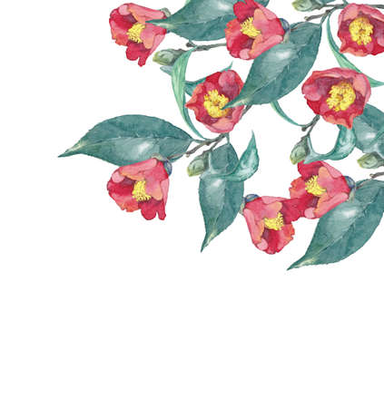 Watercolor painting of camellia flowersの写真素材