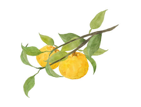 Watercolor painting of yuzu fruitsの写真素材