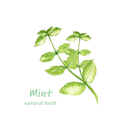 Watercolor illustration of fresh mintの写真素材