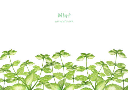 Watercolor illustration of mint gardenの写真素材