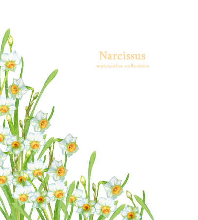 Watercolor illustration of narcissus flowersの写真素材