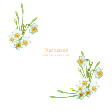 Watercolor narcissus flowers decorationの写真素材