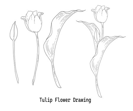 Line drawing of tulip flowers and leavesのイラスト素材