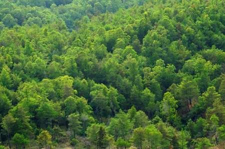 Green forest texture background with lightの写真素材