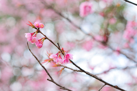Cherry blossoms,Thailand sakura in ChiangMai, Thailandの写真素材