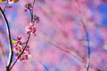 Cherry blossoms,Thailand sakura in ChiangMai, Thailandの写真素材