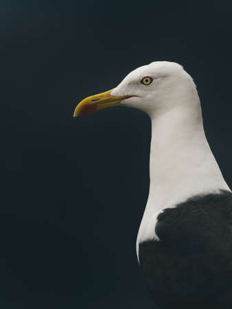 Gull Portrait with Black Backgroundの写真素材