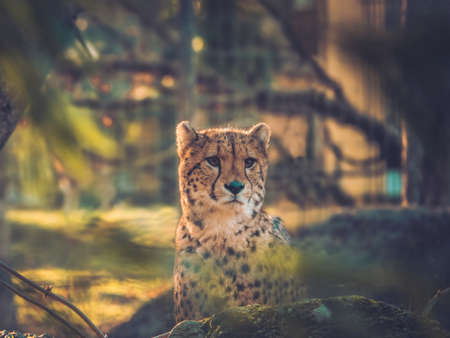 A Cheetah in the wildernessの写真素材