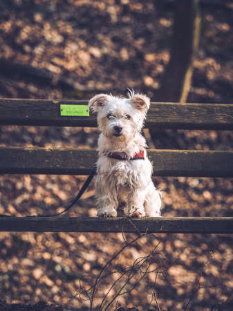 Maltese Dog Sitting on a Benchの写真素材