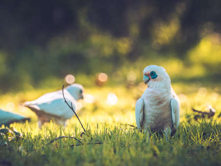 Parrots in Parkの写真素材