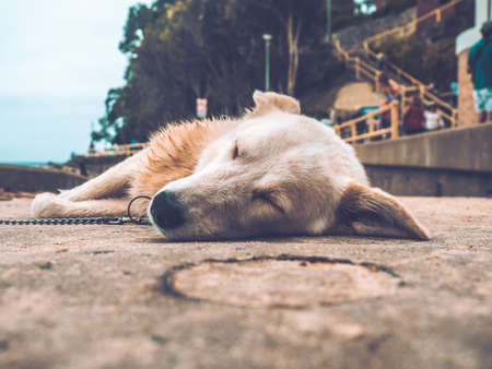 Dog sleeping at the beachの写真素材