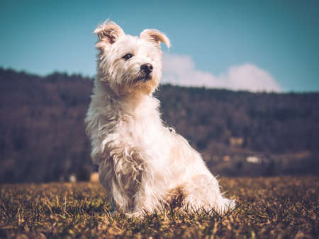 Maltese Dog in Grass