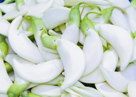 Agasta is a kind of vegetable from Thailandの写真素材